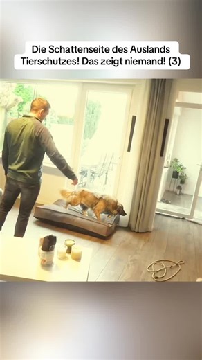 Die Schattenseiten des Tierschutzes im Ausland: Nala