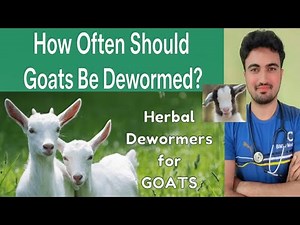 Signs Your Goat Needs Deworming | What Every Farmer Must Know#goat #farming #veterinarian #multan