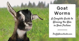 Goat Worms: A Complete Guide to Winning the War in Your Pasture