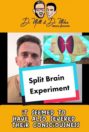 Split Brain Experiment: Understanding the Brain's Hemispheres