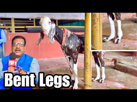 How to Correct Bent Goat Legs Above the Hoof | Veterinary Advice by Dr Samad