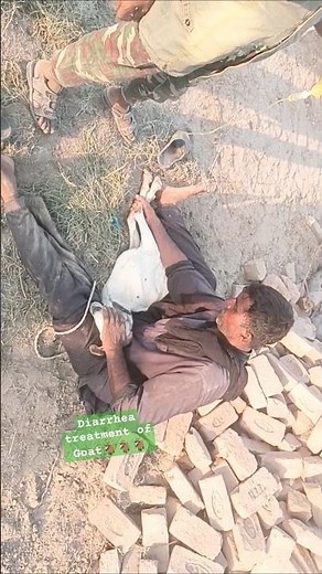 Accute diarrhea treatment of Goat