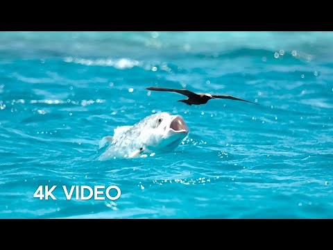 Fish vs Bird | 4K UHD | Blue Planet II | BBC Earth