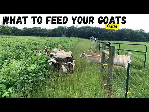 The Ultimate Guide to Feeding Goats | What do I feed my Goats?