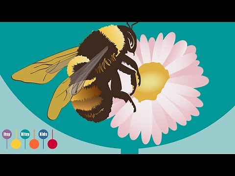 Baby Bumblebee Song - Nursery Rhyme (Bumble Bee Song) | ItsyBitsyKids