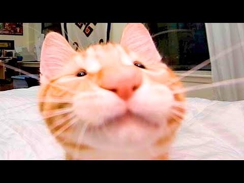 BEST CAT MEMES COMPILATION OF 2020 - 2021 PART 54 (FUNNY CATS)