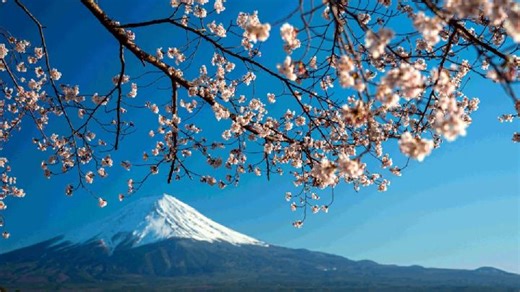 Top 10 Cherry Blossom Spots in Japan Beyond Tokyo