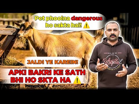 Goat Bloat Emergency: Fast Treatment for Severe Gas & Rumen Swelling