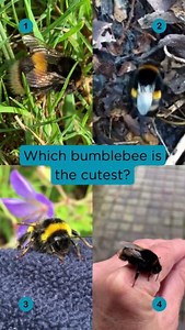 Which bumblebee is the cutest? 1. Bumblebee deep breathing: abdominal pumping moves oxygen to the muscles pre-flight 😮‍💨 2. Digging through leaf litter to find a cosy hibernation spot for the winter 💤 3. Resting post-hibernation, allowing the body to adjust to being awake ☮️ 4. A quick groom (every bumblebee must look their bee-st) 🔥 Have you seen your first bumblebee of 2025? | Bumblebee Conservation Trust