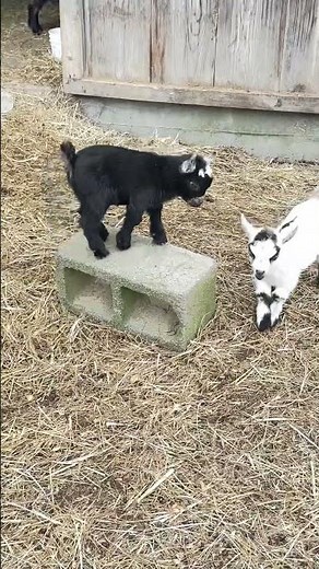 Pygmy Goat twins playing