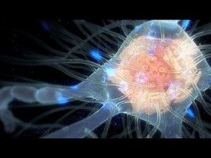 Synaptic transmission