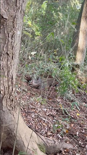 【有害鳥獣駆除】巨大イノシシの突進！！ #イノシシ #狩りボーイ #狩猟