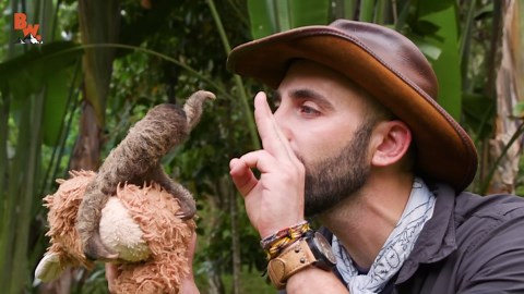 Meet the world's cutest baby sloth