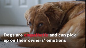 Why Is Your Dog’s Mental Health Important and How To Care for It