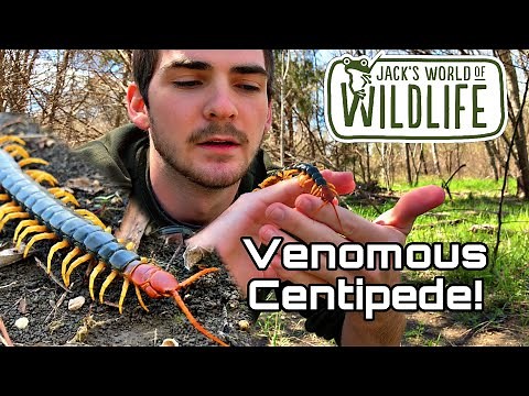 Handling a GIANT CENTIPEDE!