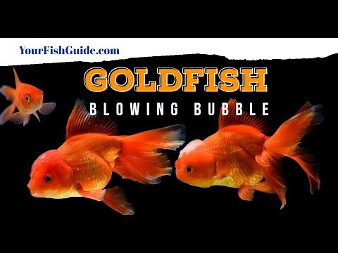 Your Goldfish Blowing Bubbles ~ W/ Reasons & Solutions | YourFishGuide.com