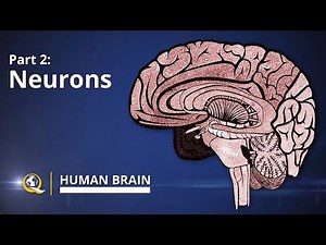 Neurons - Human Brain Series - Part 2
