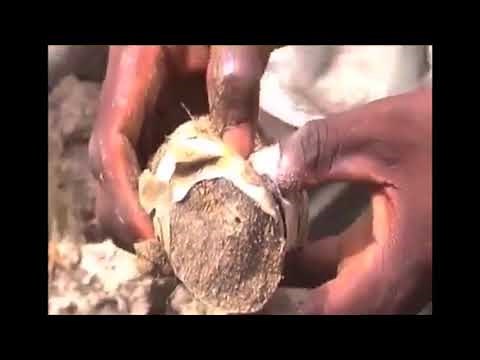 Amazing fish that live without water in dry dirt under the ground, Ghana, Africa