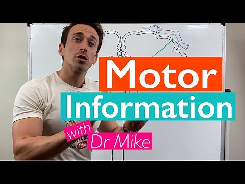 Movement and Reflexes