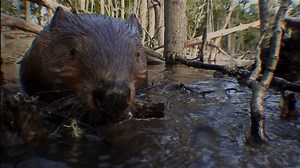 Watch: Using its body and two front teeth, the beaver plays a crucial role in shaping the forest. | National Geographic