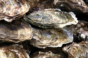 Groundbreaking Project Returns Oysters to Original Habitat | Fish Focus