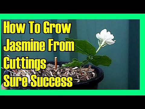 How to Grow Jasmine from Cuttings | Easy Propagation Guide [100% Success]