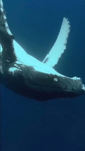 Top 10 Documentaries of All Time