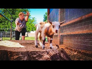 Our TINY baby goat escaped! (raising goats in our backyard)