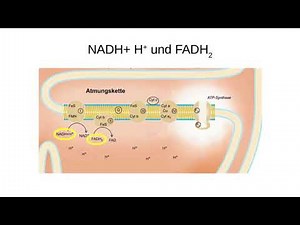 Mechanismus der oxydativen Phosphorylierung