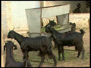 Goat Diseases their Symptoms, Prevention and Treatments
