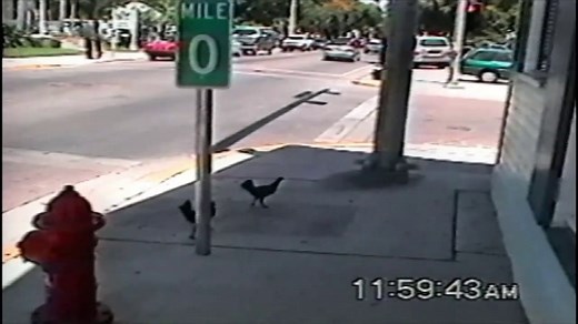 Planets Funniest Animals Ep 325