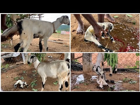 Goat Birth