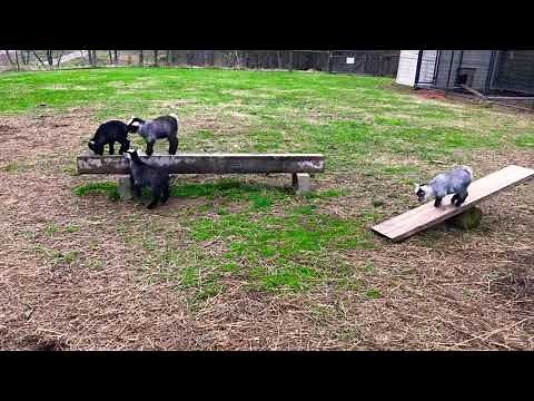 Baby Pygmy Goats playing #goat #cute #babygoats #animals