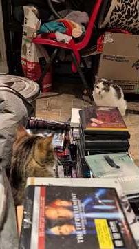 Ever seen a #cat running a surveillance mission? #catshorts