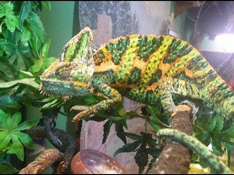 Veiled Chameleon Care