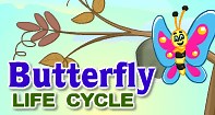 Butterfly Life Cycle