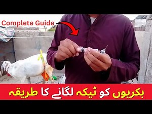 Practical How To Use Injection in Goats || All types of injections