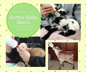 Basics of Bottle Feeding Goat Kids