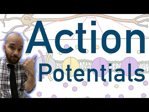 Action Potentials - Animated, Explained, Graphed