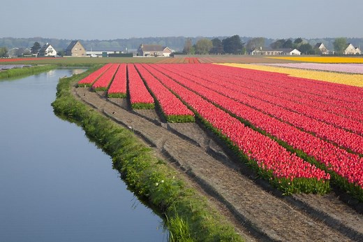 Tulip fields near Amsterdam in Holland