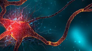 Neuroscience - Research