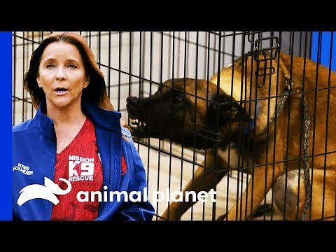 Mission K9 Rescue Helps Tia With A Difficult Breed Of Dog | Pit Bulls & Parolees