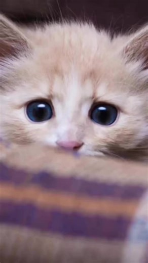 “Alternative relationship” with a cat | Whang