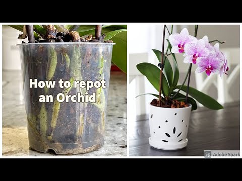 How to repot an Orchid