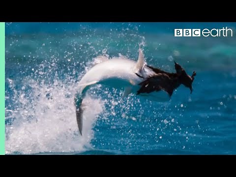 Fish Vs Bird | Blue Planet II | BBC Earth