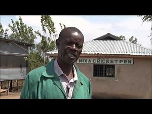 CRICKET FARMING: PENS VS CRATE REARING SYSTEMS