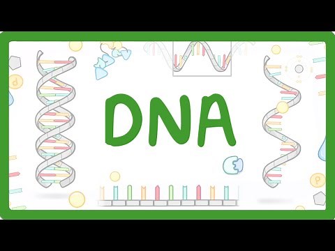 GCSE Biology - What is DNA? (Structure and Function of DNA)