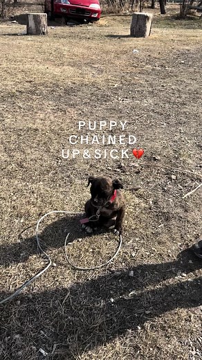 Chained up puppy! This innocent puppy was left chained up outside with no shelter, food or water. We tried to take him & we were denied. We got the cops involved & a few days later we had him in our care!!! 🫶🏼🖤🥹 #dogrescue #puppy #savealife #dontshopadopt #rescuedog