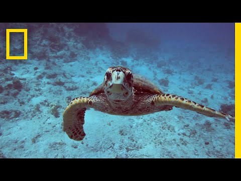 Oceans 101 | National Geographic
