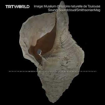 The sound of an 18,000-year-old conch, the oldest shell instrument